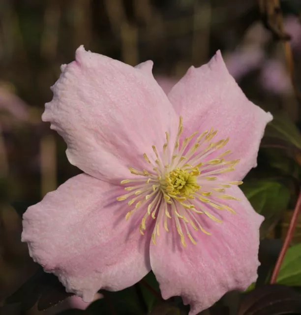 Berg Waldrebe Mayleen 100-125cm - Clematis montana