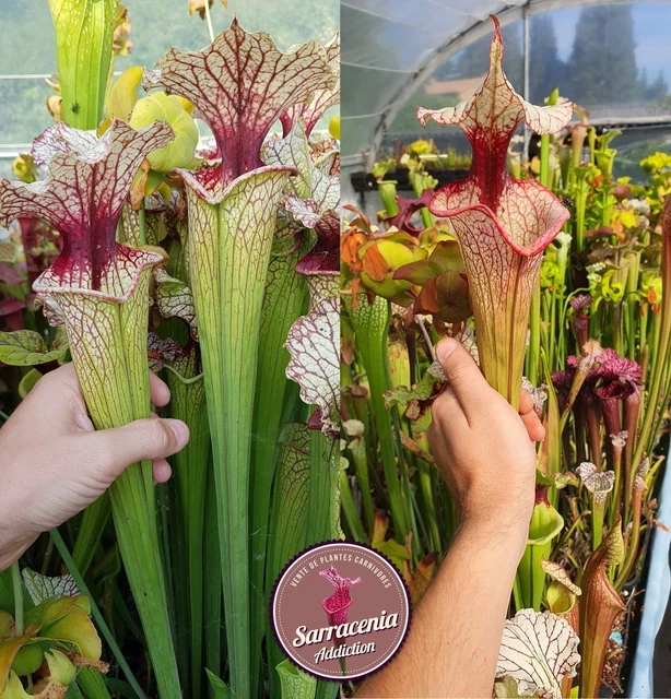 113) SARRACENIA SEEDS 20222023 / carnivorous plants rare EUR 8,00