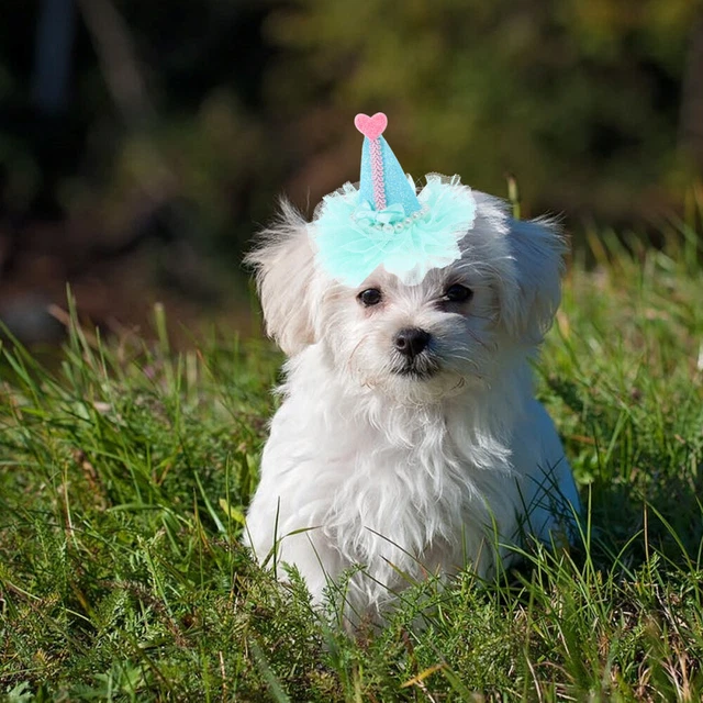 Animale domestico cane forcine compleanno capelli gioielli per capelli corona
