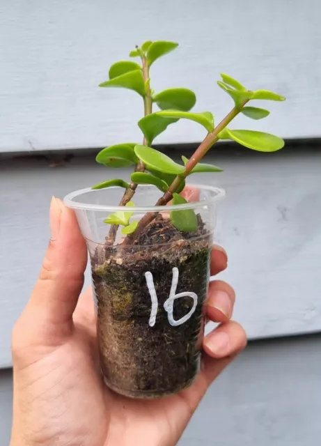 Portulacaria Afra 16 - 2 X Rooted Cuttings - Money Plant Elephant Bush Succulent