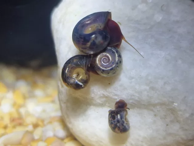 5+ Leopard Ramshorn baby Snails Clean Up Crew, Algae Eaters,Pond,Aquarium 🐌