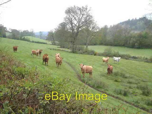 Photo 6x4 Valley of the Bramble Brook Trusham Taken looking up the valley c2006