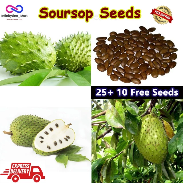 25+10 Fresh Soursop Seeds Guanabana Annona Muricata Dutch Durian Tropical Plant