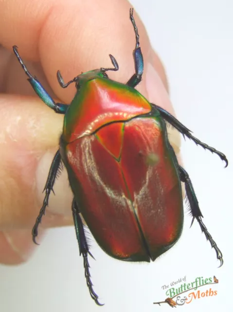 Shining Red Flower Beetle Torynorrhina Flammea SET x1 A1- Entomology NICE