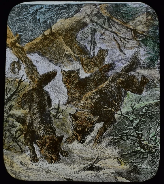 WOLVES IN RUSSIA C1893 Magic Lantern Slide ILLUSTRATION WOLF