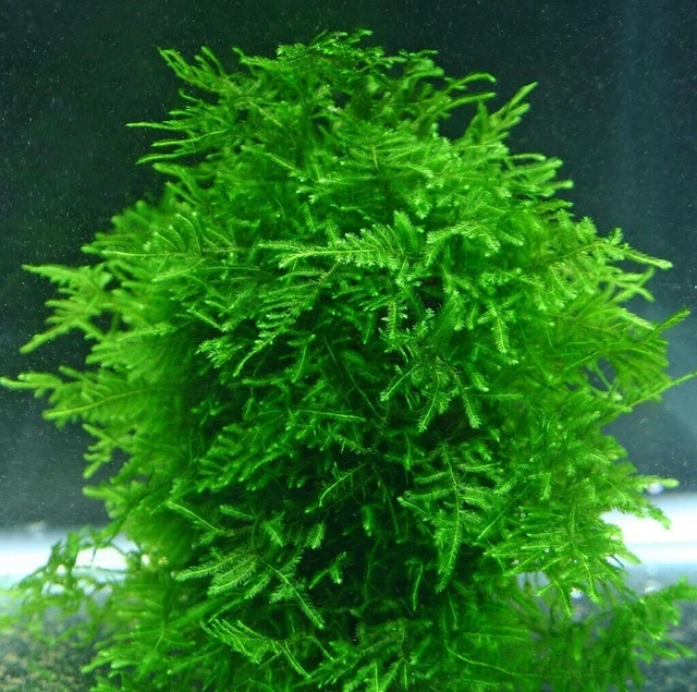 Christmas Moss Live Aquarium Plants for Shrimp Fish Nano Tank Terrarium