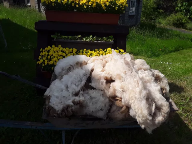 Rohwolle 10 kg  Schaf Wolle Oberlausitzer Bergschaf