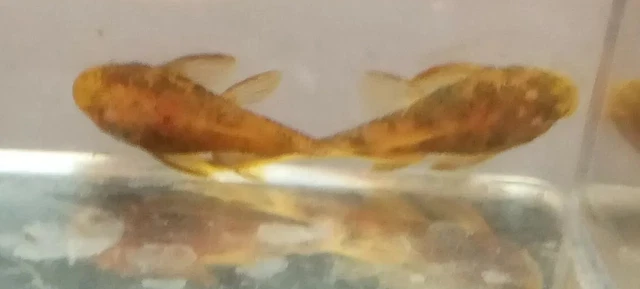 3 SUPER RED CALICO Ancistrus Bristlenose Rare Pleco Bushynose Plecostomus Fish 2
