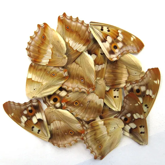 GIFT 20 pcs REAL BUTTERFLY wing material  DIY artwork jewelry  #41_B