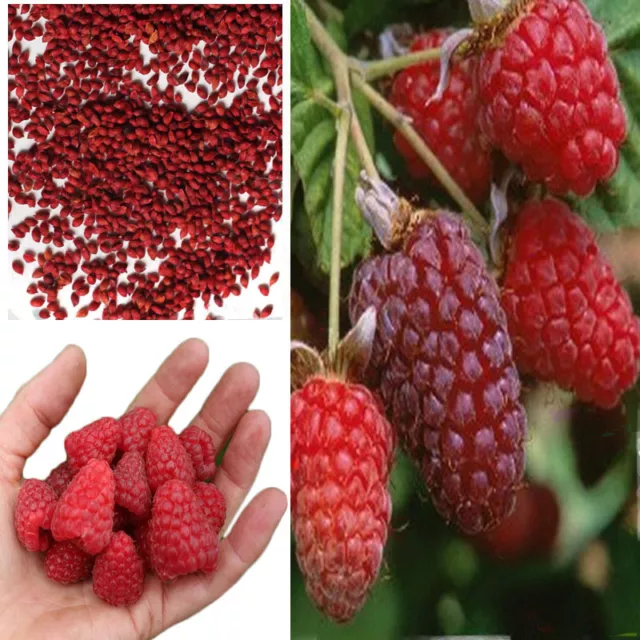 Giant Red Raspberry Seeds, Garden Fruit Plant, Juicy And Delicious