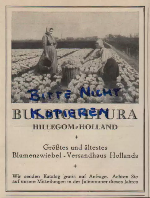 HILLEGOM, Werbung 1927, BULBICULTURA größtes Blumenzwiebel-Versandhaus Hollands