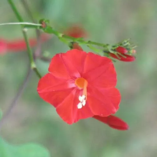 Graines / Seeds: Ipomea coccinea / Volubilis Rouge (10)