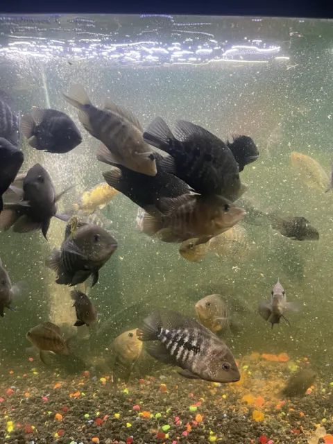 Texas Cichlid Freshwater Aquarium Fish 5”-7” (Male Or Female) 5