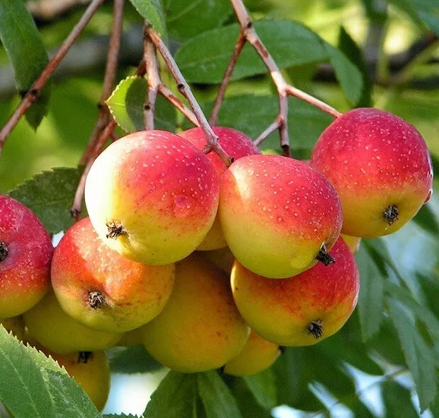 Pianta di Sorbo Domestica, 2-3 anni innesto, H150cm, frutta antica