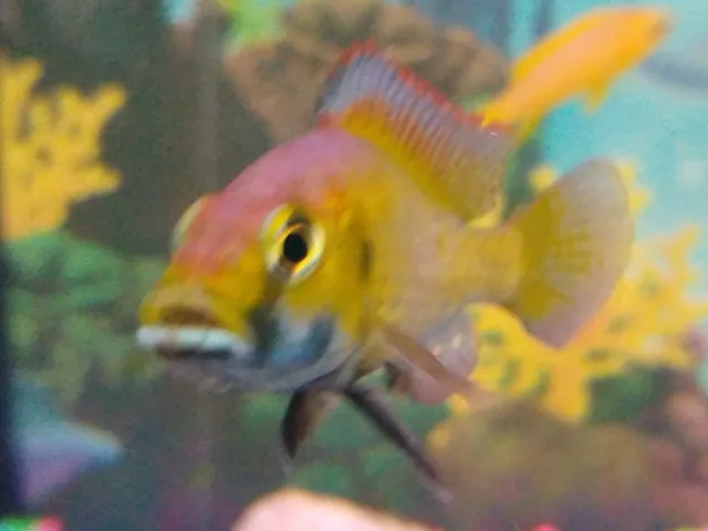 EASTERN HAPPY - M/F Combo (2 fish) Astatotilapia Calliptera African Cichlid