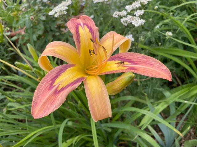 Taglilie Hemerocallis "  Discareded Beauty " 70 cm