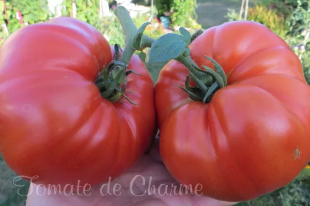 10 graines de tomate rare AUSSIE énorme productive la saveur excellente méth.bio