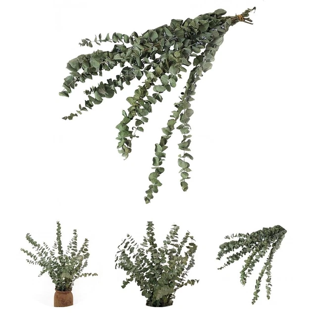 10 piezas/ramo de flor de eucalipto seca ramas reales huelen bien eucalipto seco