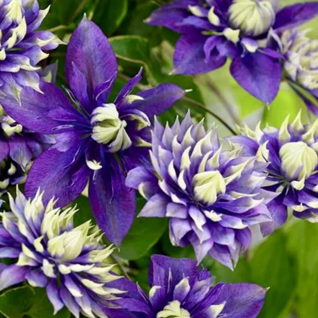 Clematis florida TAIGA in a 3 Litre Pot with Detailed Colour Label