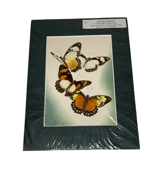 Walter Linsenmaier Art Print 4 Butterflies 1950 Switzerland Papillons Tropicaux