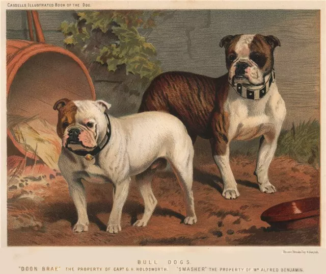 DOGS. Bull-Dogs; "Doon Brae" 1881 old antique vintage print picture