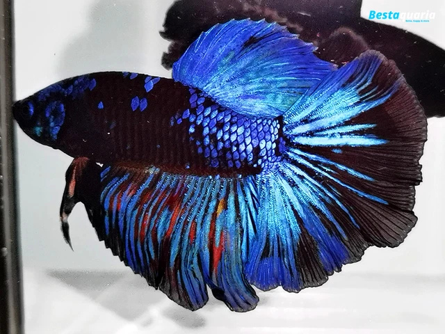 (VVIP!) Premium Live Betta Fish l Male Halfmoon Black Light