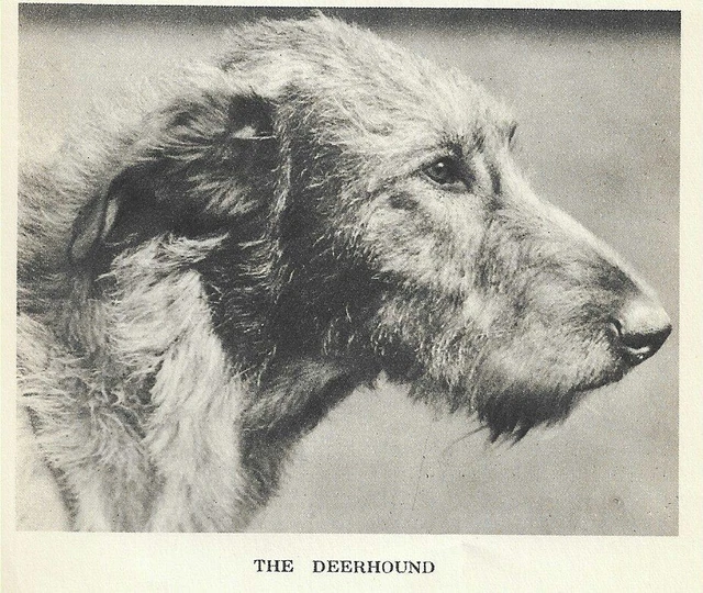 Scottish Deerhound Head "P" - CUSTOM MATTED - 1931 Vintage Dog "Photo" Print