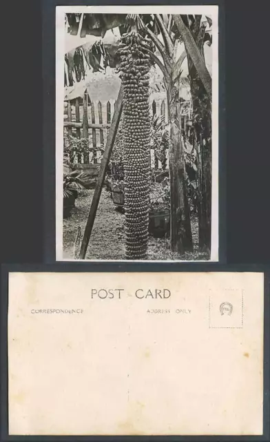 Singapore Old Real Photo Postcard Banana Tree Bananas Straits Settlements Malaya