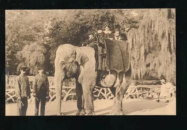 Belgien Antwerpen Antwerpen Zoologischer Zoo Tiere ELEFANTENRITT um 1900/10er?   PPC