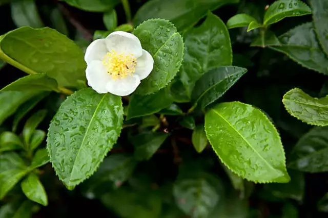 Camellia sinensis Darjeeling - Tea Plant - 5 Seeds