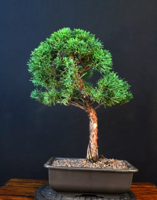 Bonsai Chinesischer Wacholder Juniperus Chinensis Outdoor