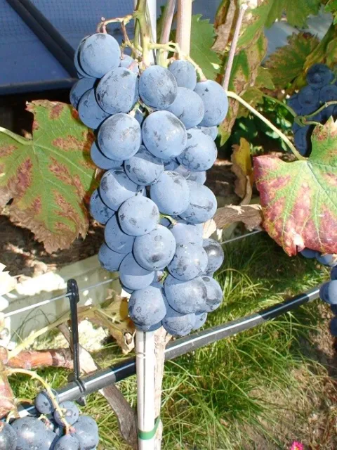 Weinrebe Tafelrebe Garten Wein Vitis Vinifera Straschinski