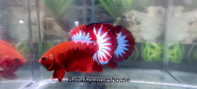 Live Red Fancy HMPK Betta Fish Male