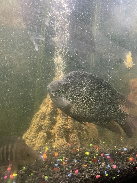 Texas Cichlid Freshwater Aquarium Fish 5”-7” (Male Or Female) 3