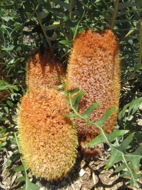 Banksia repens in 50mm forestry tube native plant Sun Loving Drought Hardy