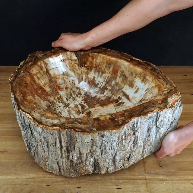 Sehr Große Schüssel - Waschbecken aus Versteinertes Holz - 59802,31g - 510 x 410
