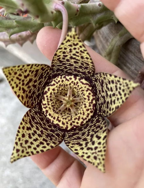 Semi Stapelia Variegata