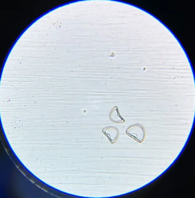 Antique A.C. Cole Microscope Slide Diatom Campylodiscus Limbatus Red Sea