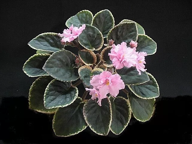 African Violet Plant "Cajun's Flamboyant Mistress"