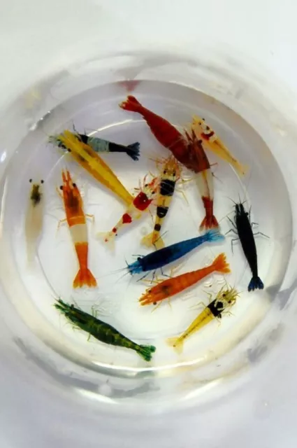 8+2 Adult Neocaridina Candy Skittle Live Shrimp Mixed Colors Aquarium with FOOD