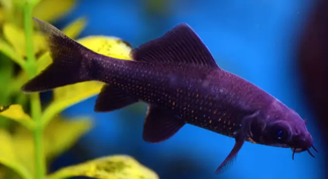 Pack of 3 Juvenile Labeo Chrysophekadion Live Freshwater Tropical Aquarium Fish