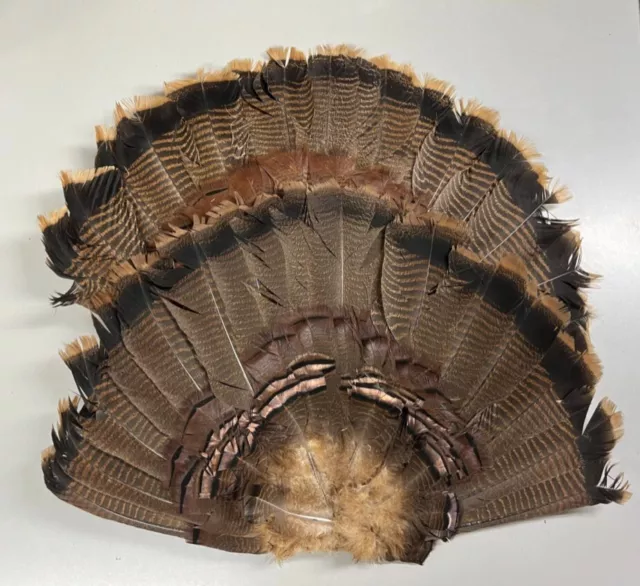 Set of 2 Wild Turkey Tail Fan Feathers Fly Tying Wings Rustic Cabin Decor Crafts