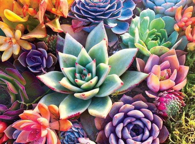 Simple Succulent - 1000 Piece Jigsaw Puzzle