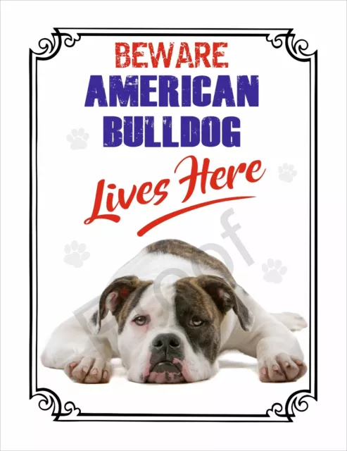 Beware American Bulldog Lives Here  #Sd5 Sign 8 X 6" Dog Metal Warning 