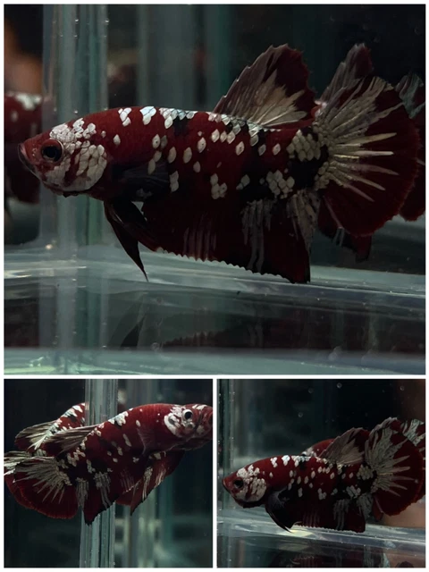 Male Betta Live Fish Koi Galaxy Copper HMPK FM94 - High Quality Video Including