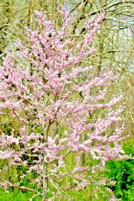 20 PAULINE LILY  REDBUD SEEDS - Cercis canadensis - light pink flowers