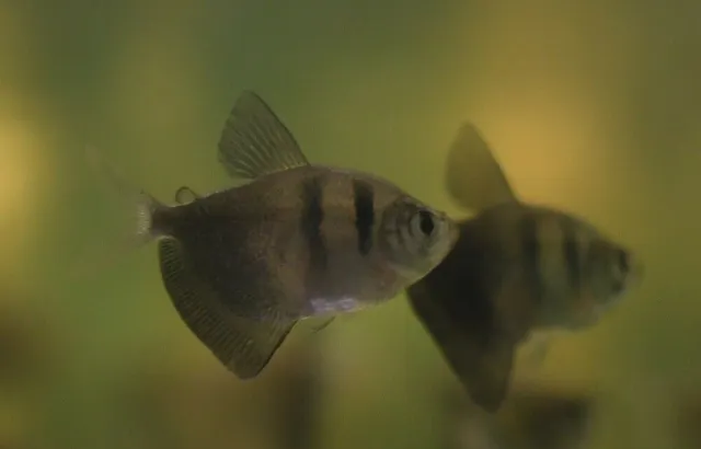 6 Black Skirt Tetras Live Freshwater Aquarium Fish
