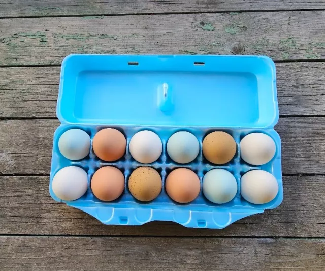 STYROFOAM BULK EGG Cartons (50 pack) Blue 18.99 PicClick