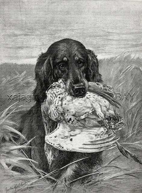 Dog Gordon Setter Retrieves Bird in Triumph, Large 1880s Antique Print