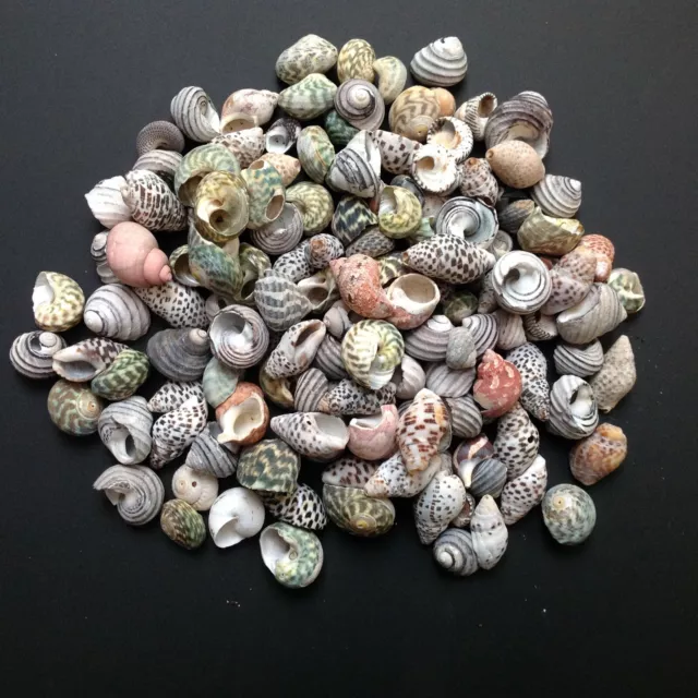 100 Sea Shells 10mm - 255mm Mixed Top Shells Turban Welks Beach Craft Decor